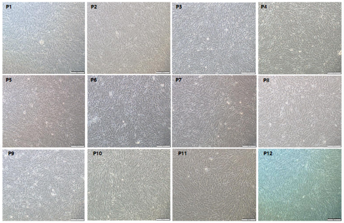 Среда MSC, не содержащая сыворотки, MH01