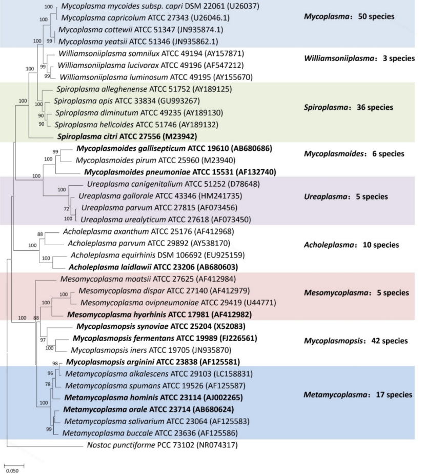 Как провести тест на Mycoplasma Pneumoniae