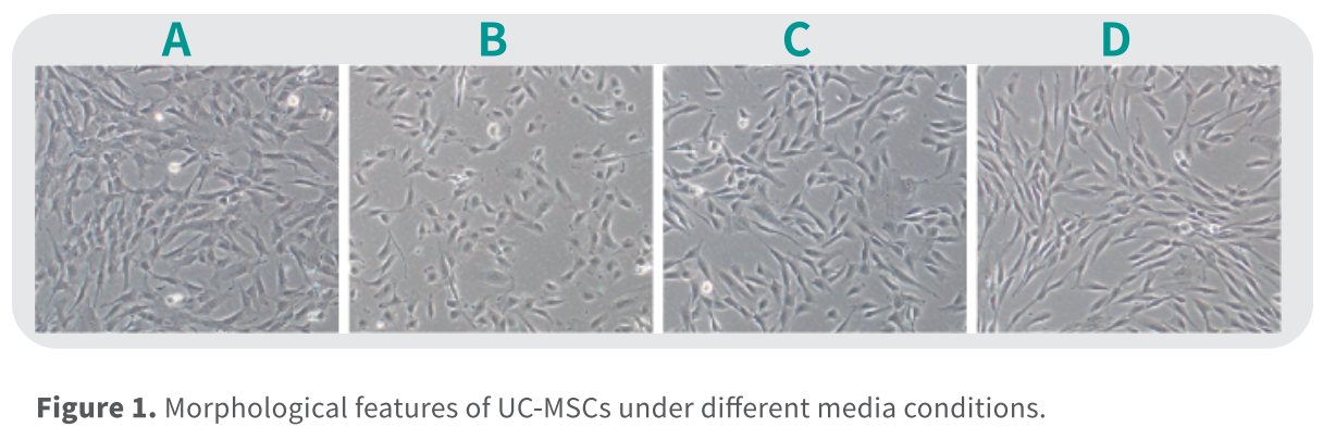 Более однородная морфология клеток