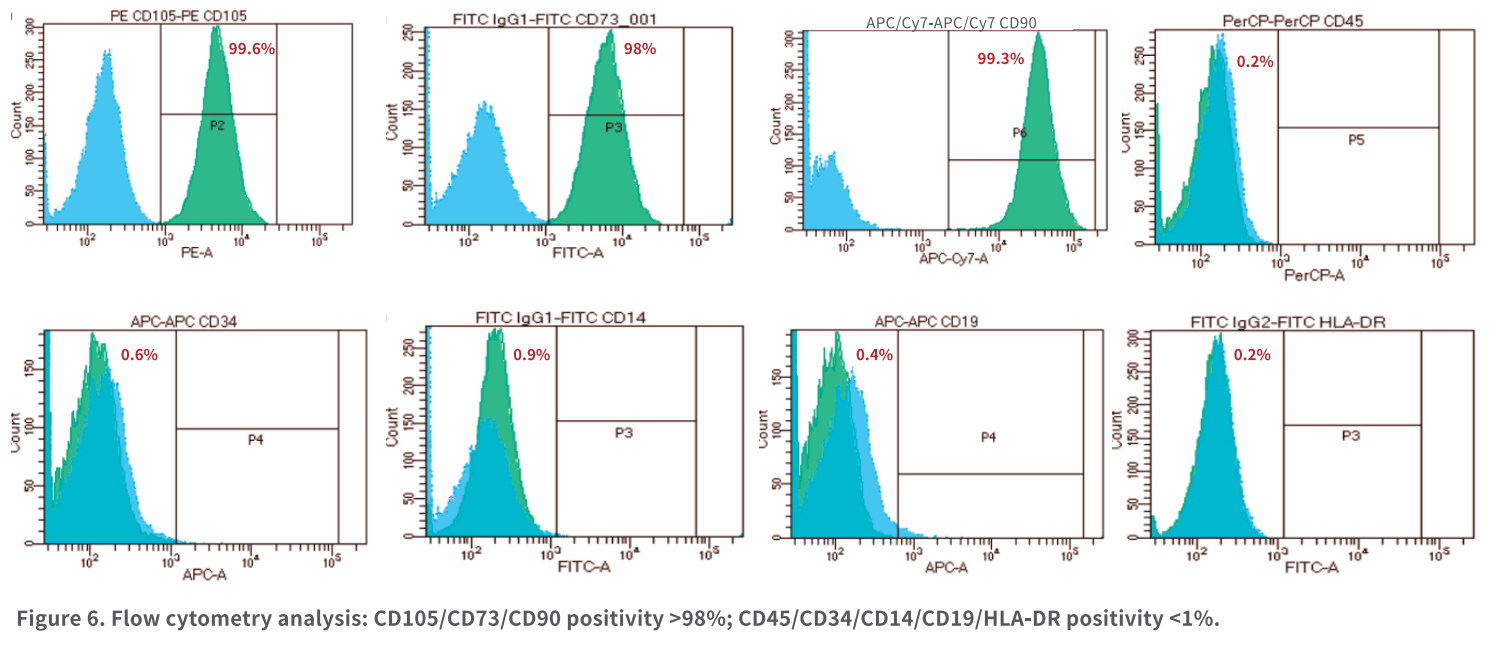 Более однородная морфология клеток