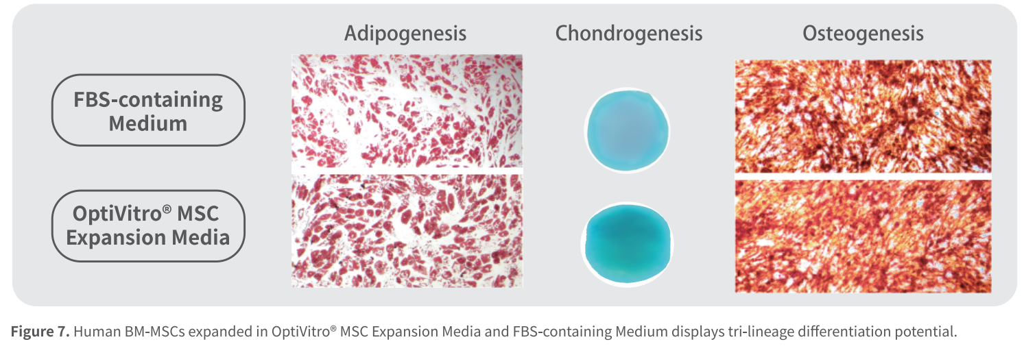 Более однородная морфология клеток
